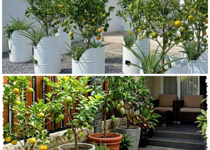 Sulap Halaman Jadi Kebun Produktif! 9 Inspirasi Kebun Buah Mini Tropis yang Cantik dan Menguntungkan