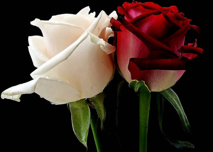 Tak Melulu Tentang Cinta-cintaan, Ini 5 Fakta Unik dan Filosofi Bunga Mawar