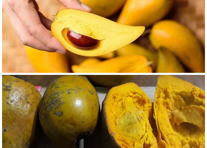 Rahasia Khasiat Buah Campolay bagi Kesehatan: Kaya Gizi dan Antioksidan Alami