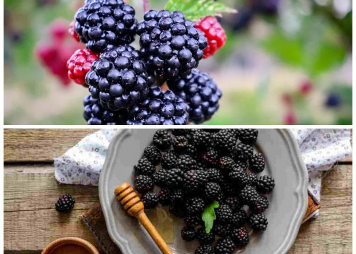 Blackberry, Si Superfood Mini dengan Segudang Khasiat untuk Tubuh yang Lebih Sehat