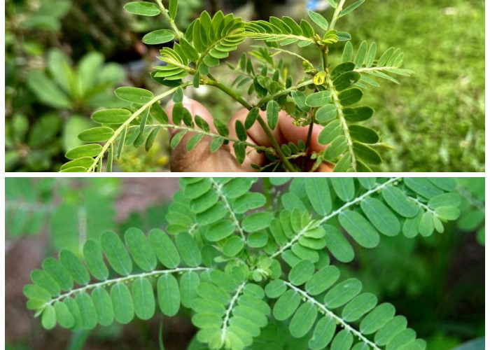 Rahasia Khasiat Daun Meniran: Tanaman Herbal yang Ampuh untuk Berbagai Penyakit