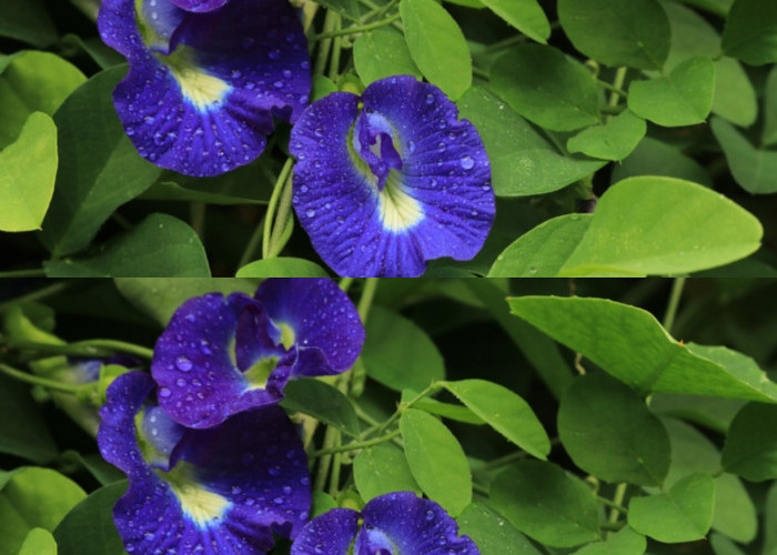 Mencerahkan Kulit Wajah Ini Manfaat Bunga Telang Yang Harus Kalian Ketahui Bukan Hanya Untuk Kesehatan Saja! 