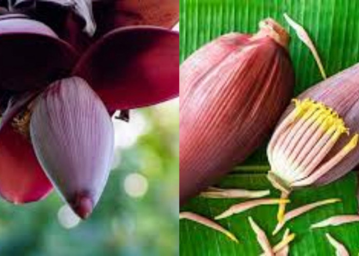 Yuk Ketahui Manfaat Jantung Pisang Untuk Kesehatan Yang Luar Biasa!