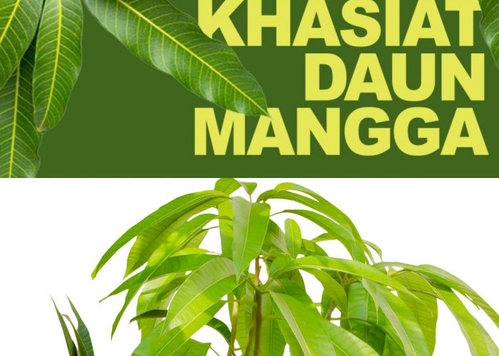 Ingin Awet Muda? Coba Manfaat Daun Mangga yang Menakjubkan!