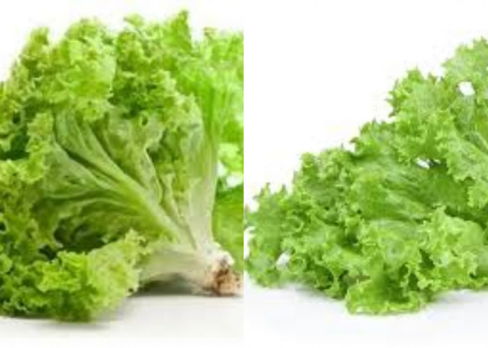 Menurunkan Risiko Penyakit Jantung Ini Manfaat Dari Selada Untuk Kesehatan!