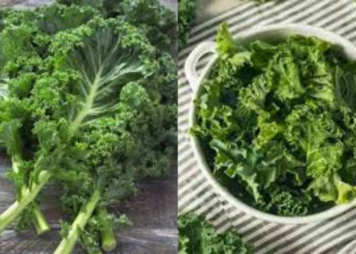  Inilah 10 Manfaat Daun Kale Yang Harus Kalian Tahu!