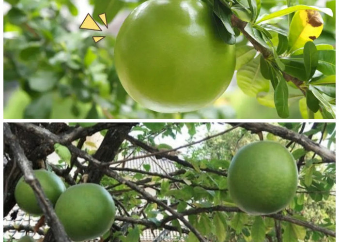 Mengenal Buah Berenuk: Buah Unik dengan Kandungan Gizi dan Khasiat Luar Biasa