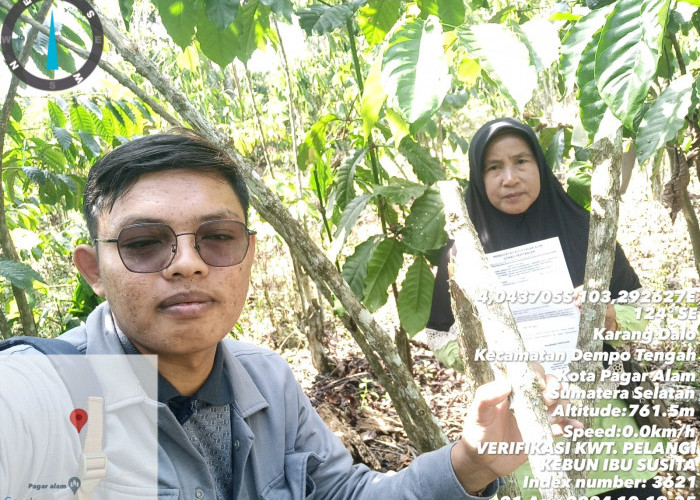 Sambung Pucuk Tanaman Kopi 2024, Hitungan Mandiri Lampaui Target