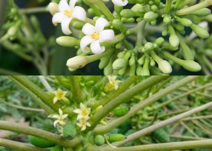  Manfaat Bunga Pepaya, Tingkatkan Imunitas dan Kesehatan Tulang!