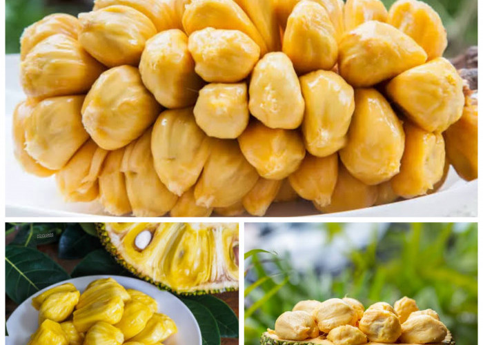 5 Manfaat Cempedak untuk Kesehatan Tubuh yang Jarang Diketahui, Kaya Nutrisi dan Antioksidan Alami!