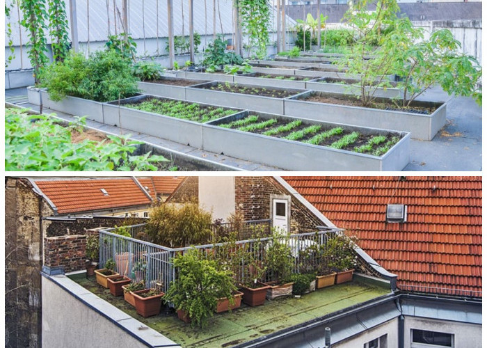 Sulap Atap Rumah Jadi Kebun Hijau: Solusi Kreatif Tanam Sayur dan Bunga di Area Sempit