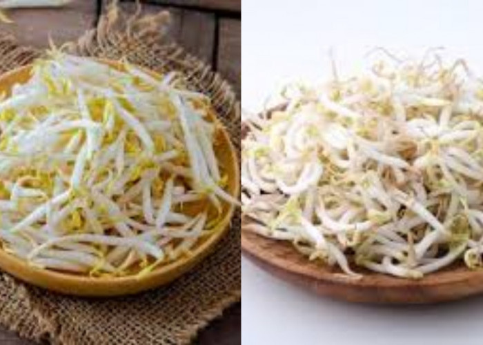 Yuk Intip! Manfaat Toge untuk Kesehatan dan Cara Mengolahnya Yang Benar