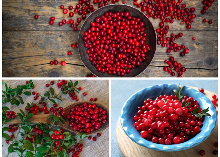 Sejumlah Manfaat Buah Lingonberry bagi Kesehatan: Si Kecil Merah yang Penuh Khasiat untuk Tubuh!