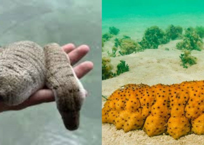 Manfaat Teripang untuk Kesehatan: Dari Penyembuhan Luka hingga Cegah Kanker!