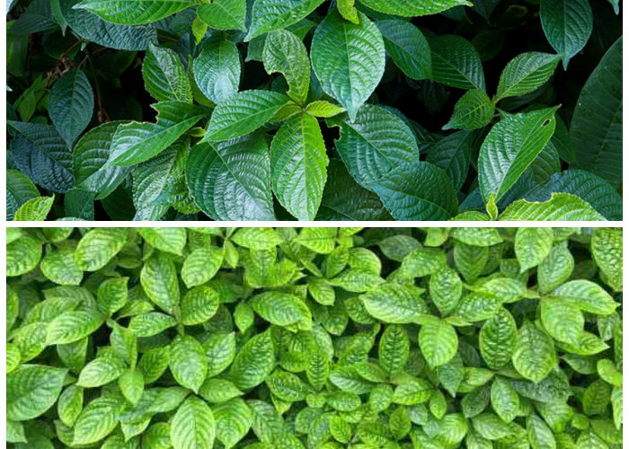 Rahasia Daun Keji Beling: Herbal Alami untuk Menjaga Kesehatan Ginjal