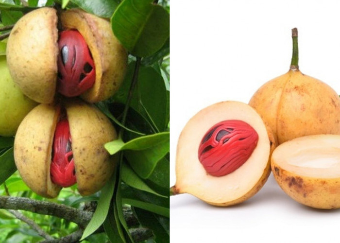  Buah Pala: Kenali Kandungan Nutrisi dan Segudang Manfaatnya untuk Kesehatan!