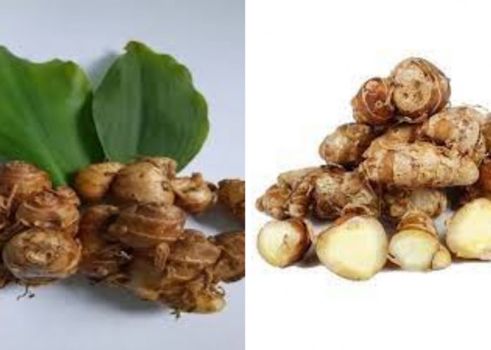  Jangan Remehkan Kencur! Ini Manfaatnya Untuk Kesehatan Tubuh Yang Luar Biasa