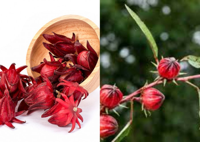 Rosela: Minuman Herbal dengan Segudang Manfaat untuk Kesehatan!