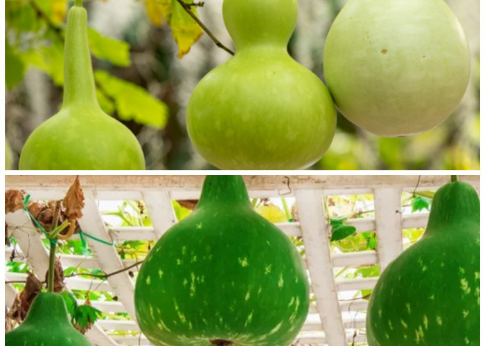 Manfaat Labu Air: Rahasia Sayuran Sehat untuk Tubuh Lebih Prima