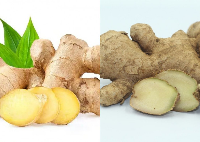 Kamu Harus Tahu! Inilah Manfaat Jahe Untuk Kesehatan Tubuh Yang Jarang Diketahui