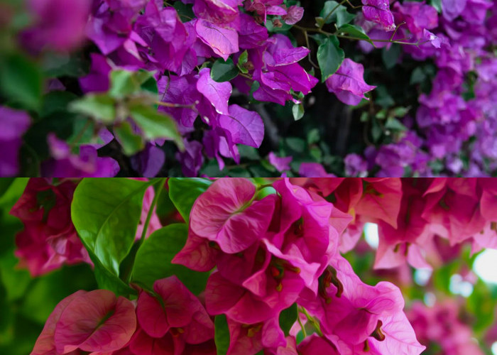Rahasia Merawat Bunga Bougainvillea agar Tumbuh Subur dan Bunganya Makin Lebat