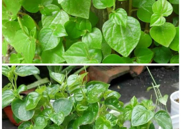 Khasiat Tersembunyi Daun Sirih Cina, Herbal Alami yang Baik untuk Menjaga Kesehatan Tubuh!