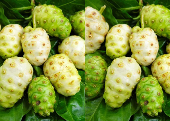 Yuk intip! Manfaat Buah Mengkudu Untuk Kesehatan Yang Jarang Diketahui