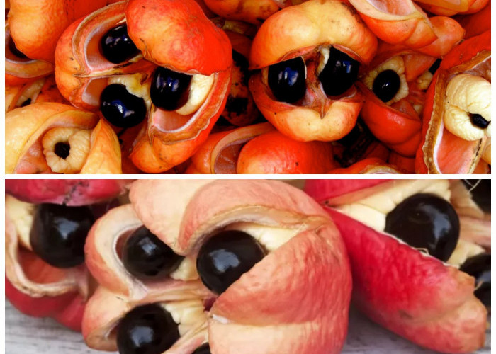 Khasiat Buah Ackee untuk Kesehatan: Nutrisi Melimpah dengan Catatan Penting dalam Konsumsi