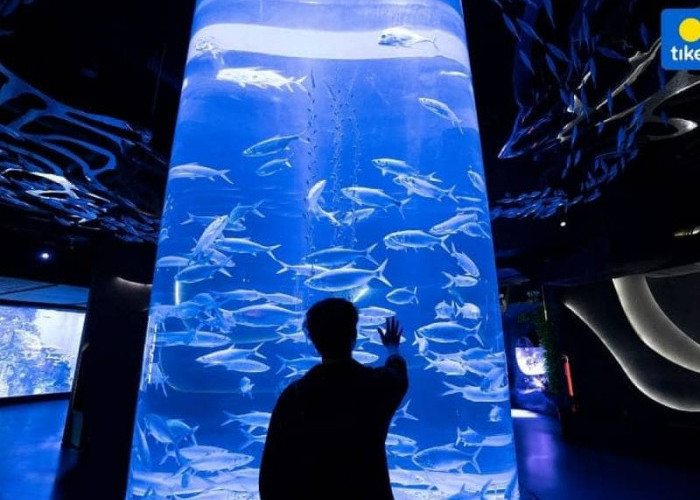 Wok Keren! Inilah 5 Wisata Aquarium Terbesar di Indonesia, Wajib Banget Kamu Kunjungi 