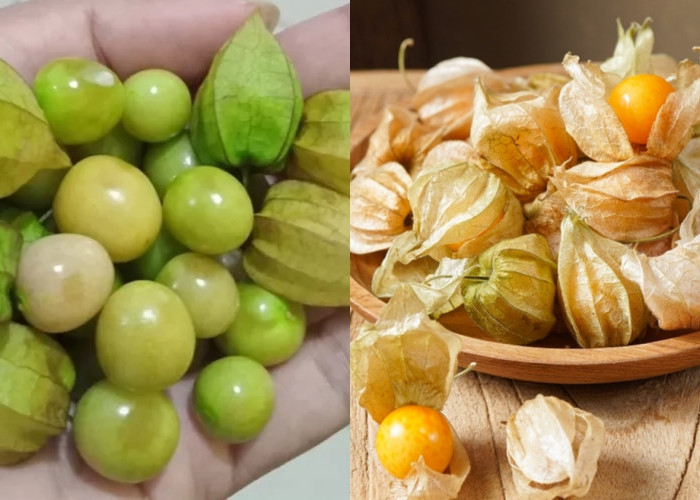 Detoksifikasi Alami Jangan Lewatkan Teryata Ini Manfaat Dari Buah Ciplukan! 