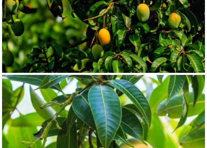 Manfaat Kesehatan yang Tersembunyi di Balik Daun Mangga