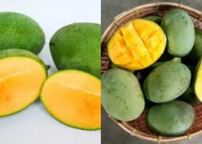 Rahasia Sehat dari Mangga Kweni Yang Jarang Diketahui Berikut Penjelasannya!