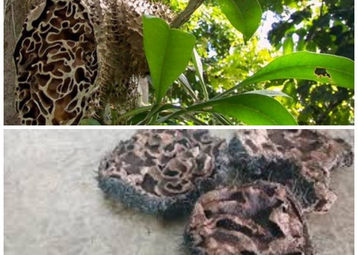 7 Khasiat Sarang Semut untuk Kesehatan, Herbal Alami dengan Manfaat Menakjubkan