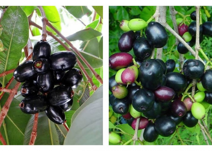 7 Khasiat Buah Jamblang bagi Kesehatan yang Perlu Diketahui