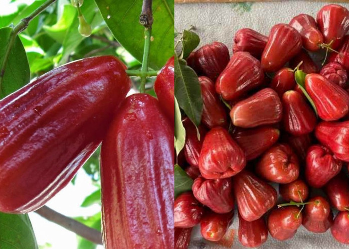 Manis dan Berkhasiat! Inilah Manfaat Jambu Air bagi Kesehatan