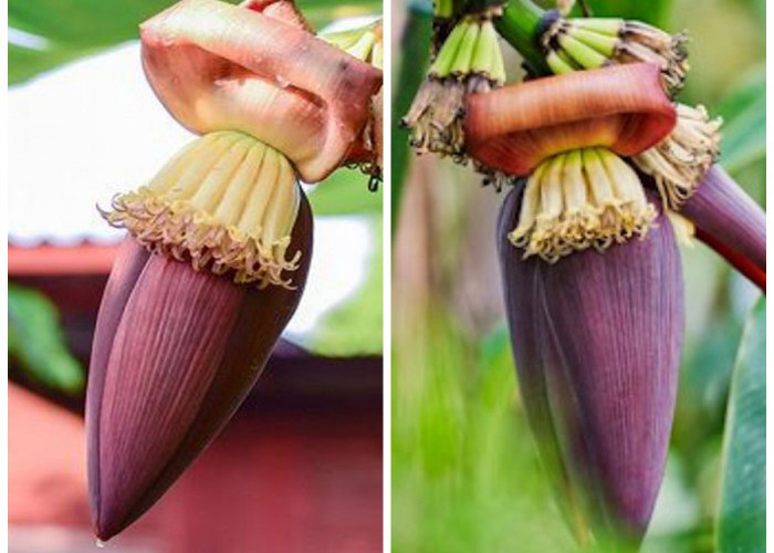 Manfaat Jantung Pisang bagi Kesehatan Tubuh: Superfood Lokal yang Kaya Nutrisi dan Ramah Pencernaan!