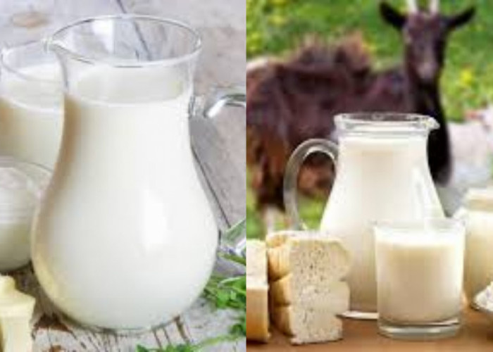 Meningkatkan Metabolisme dan Fungsi Organ Ini Teryata Manfaat Susu Kambing Guys!