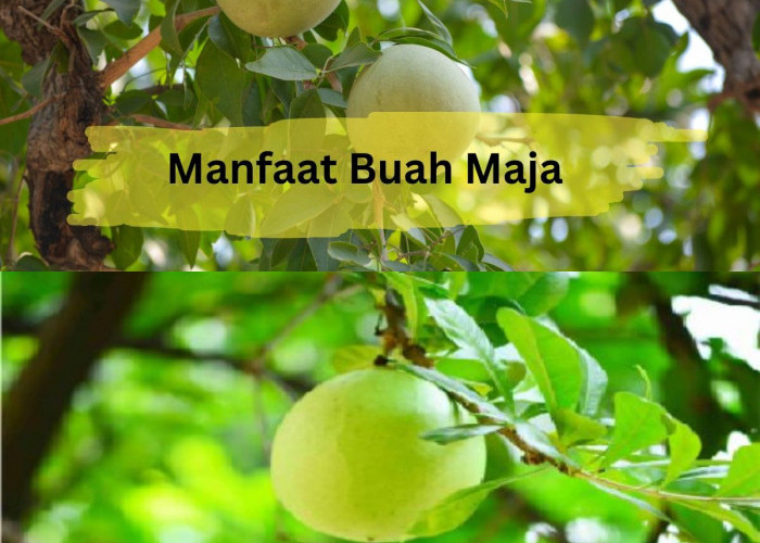 Kenapa Buah Maja Begitu Baik Untuk Kesehatan? Temukan Jawabannya!