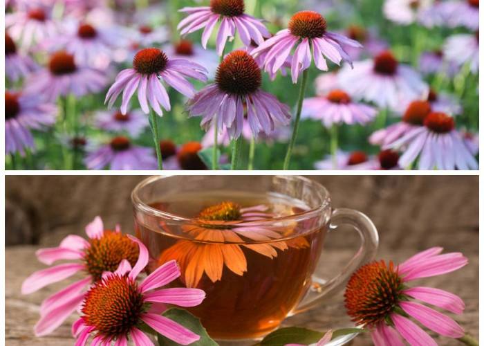 Echinacea untuk Tubuh Lebih Tangguh: 5 Manfaatnya dalam Menjaga Daya Tahan dan Mengurangi Peradangan