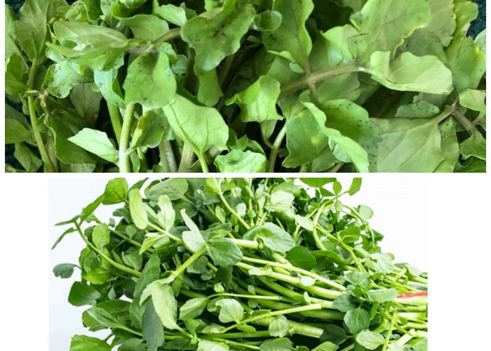 9 Khasiat Selada Air untuk Tubuh Sehat, Sudah Tahu Belum?