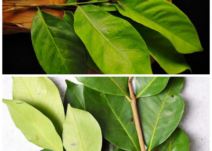 Rahasia Sehat di Balik Daun Salam: Lebih dari Sekadar Penyedap Masakan!