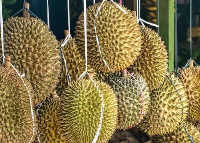 6 Daerah Produsen Buah Durian Terbesar di Indonesia 