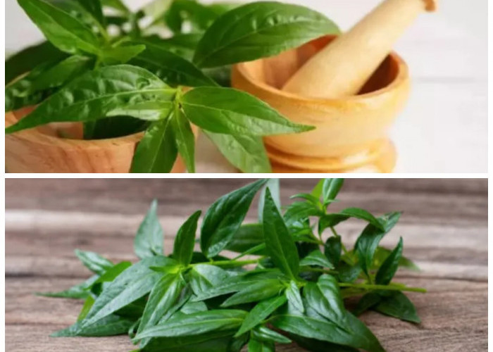 Rahasia Tersembunyi di Balik Sambiloto: Tanaman Pahit dengan Segudang Khasiat untuk Kesehatan!