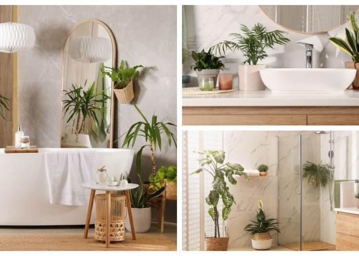 Hidupkan Kamar Mandimu: 6 Tanaman Hias yang Tumbuh Subur Tanpa Ribet