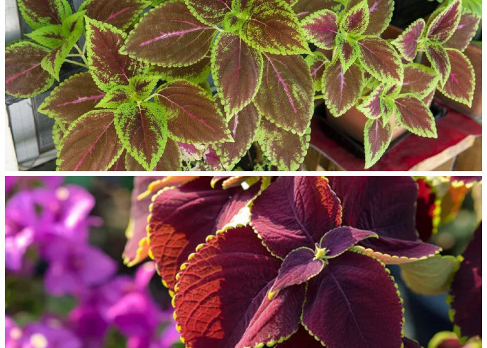  Jarang Diketahui! Ini 7 Manfaat Daun Miana yang Baik untuk Tubuh