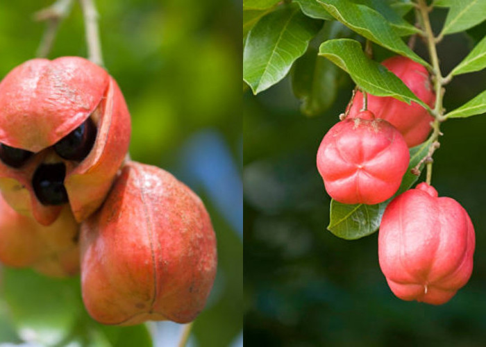 Buah Ackee, Keajaiban Tropis dengan Segudang Manfaat Kesehatan!