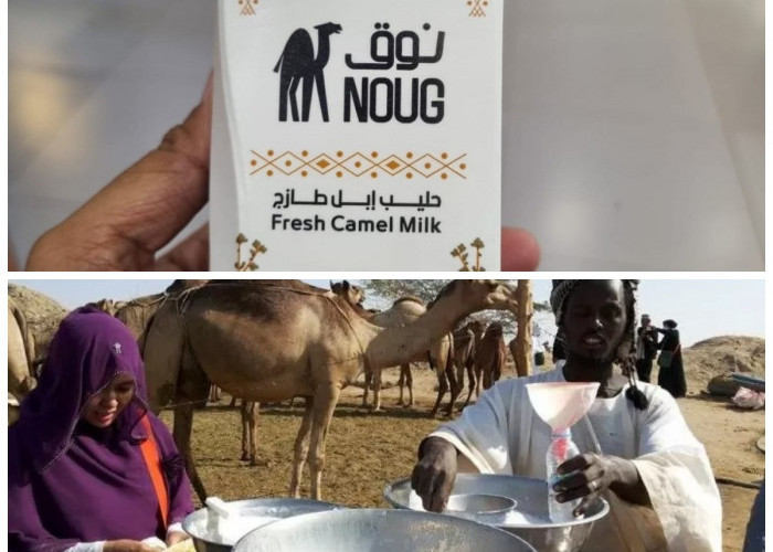 Rahasia di Balik Susu Unta: Kandungan dan Manfaatnya yang Luar Biasa untuk Tubuh