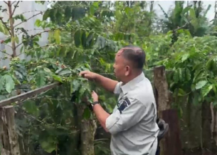 Upaya Tingkatkan Produksi Kopi Petik Merah di Pagar Alam,  Hermansyah: Kualitas Sangat Mempengaruhi