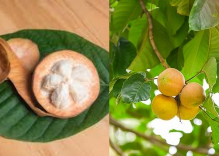 Deretan Manfaat Buah Kecapi untuk Kesehatan yang Perlu Anda Ketahui!