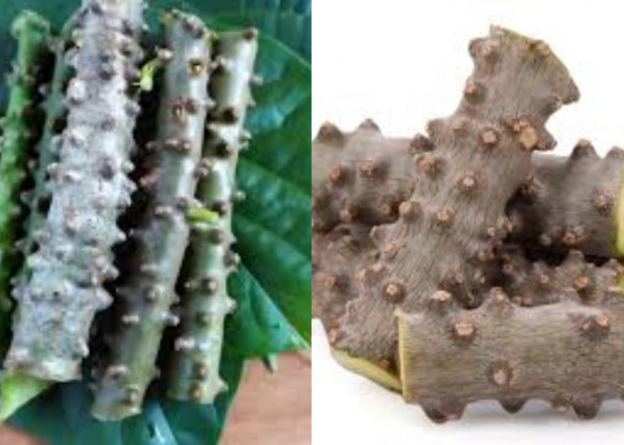 Jarang Diketahui Inilah Manfaat Brotowali Untuk Kesehatan Yang Perlu Kalian Ketahui!